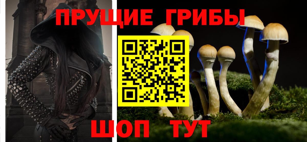 Краснознаменск  Галлюциногенные грибы Cubensis  Вход с VPN 